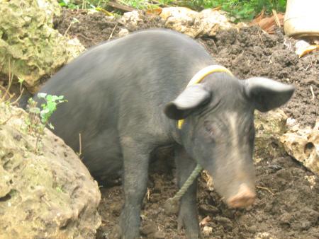supert  jambon