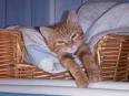 mon chat