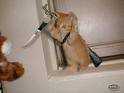 chat tueur