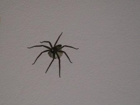 spider man le retour